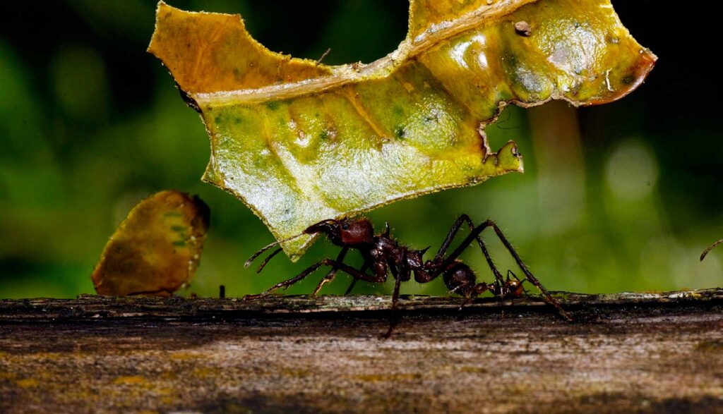 Embajadores de la biodiversidad